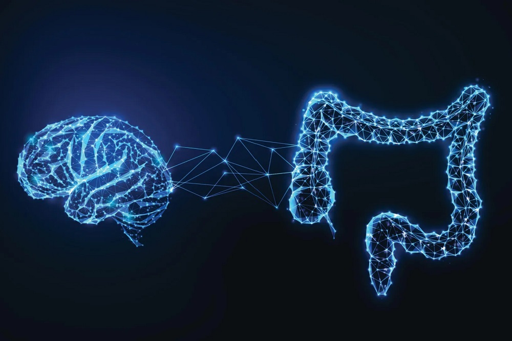 Your gut may help your brain decide what to remember